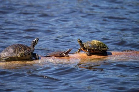 Softshell turtle Apalone ferox  sits on a log with a Florida red bellied turt 写真素材