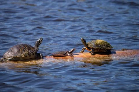 Softshell turtle Apalone ferox  sits on a log with a Florida red bellied turt Stock Photos