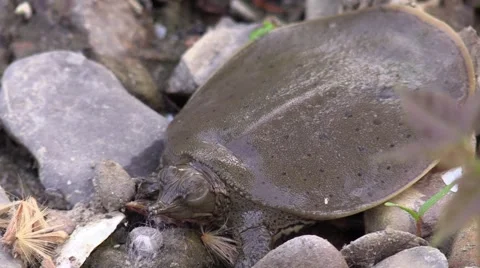 Softshell turtle baby closeup nature animal Stock Footage 50543977