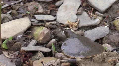 Softshell turtle baby closeup rear view Stock Footage 50544022