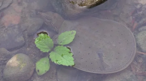 Softshell turtle baby in stream Stock Footage 50543974