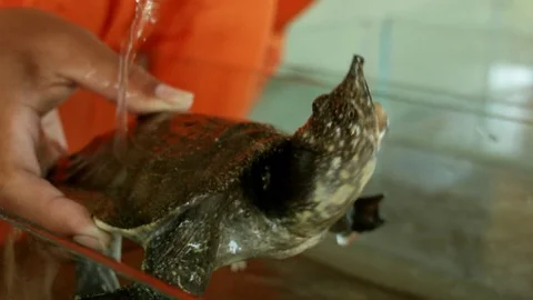 Softshell Turtle Being Cared For by Cambodian Monk in Rescue Center Stock Footage 74193289