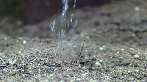Softshell turtle buries head in sand ans slowly comes back out Stock Footage 79062029