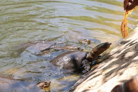 Softshell turtle coming out of the lake and trying to reach and eat the food Stock Photos
