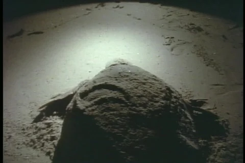 A softshell turtle crawls along the beach. 스톡 동영상 551972