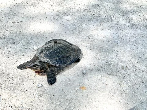 Softshell turtle crosses dirt road in swamp Stock Photos