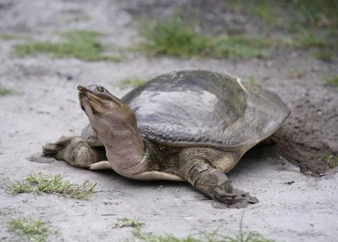 Softshell Turtle Female Florida Softshell Turtle Laying Eggs Copyright: xZ... 写真素材