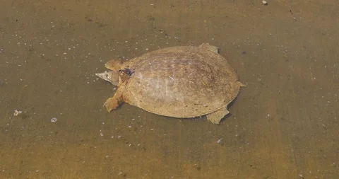 Softshell Turtle Stockbeeldmateriaal 89582212