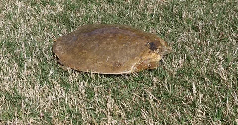 Softshell Turtle Stockbeeldmateriaal 89582392