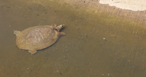 Softshell Turtle Stockbeeldmateriaal 89582553