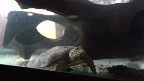 Softshell turtle. Stock-Footage 198736978