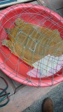 Softshell turtle inside a red plastic bowl with green net Stock Photos