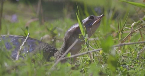 A softshell turtle moves through grassy terrain, its leathery shell and Stock Footage 304426710