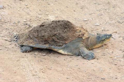 Softshell turtle Stock Photos