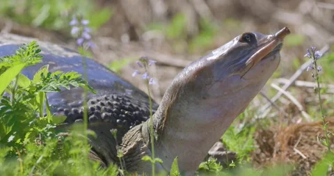 A softshell turtle raises its head while resting on land, its leathery shell 스톡 동영상 304317589