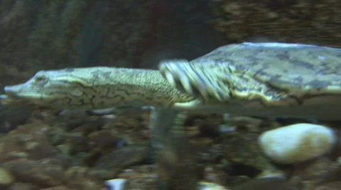 Softshell Turtle Swimming 스톡 동영상 585409