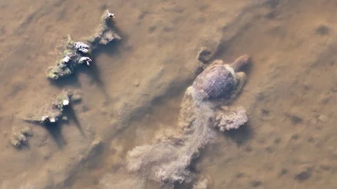 Softshell Turtle Swimming Shallow Mud 2025 Miami FL Aerial Stock Footage 303854530