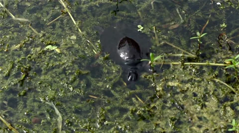 Softshell turtle swimming in a swamp Stock Footage 32346788