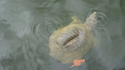 Softshell turtle swims Video stock 72139701