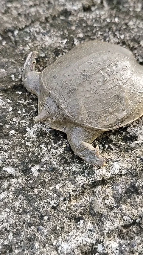 Softshell turtle (Trionychidae) is a unique freshwater wild animal 库存影片 335643802