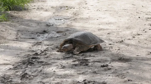  softshell turtle walks in Florida wetlands 스톡 동영상 109469075