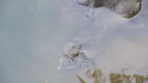 Softshell turtle in a water, closeup Stock Footage 72140879