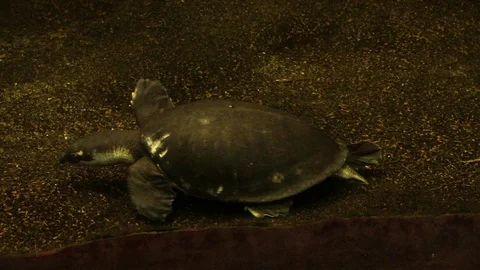 Softshell turtle in the zoo aquarium Stock Footage 87322966