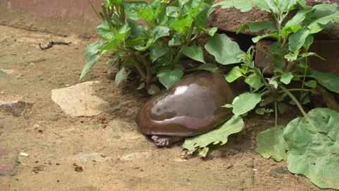 Softshell turtles are aquatic reptiles with flattened, leathery shells, Stock Footage 310622721