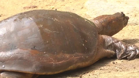 Softshell turtles are aquatic reptiles with flattened, leathery shells, Stock Footage 310622727