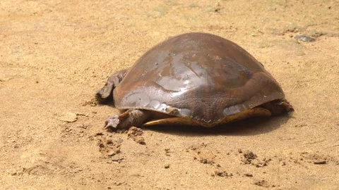 Softshell turtles are aquatic reptiles with flattened, leathery shells, Stock Footage 310622740