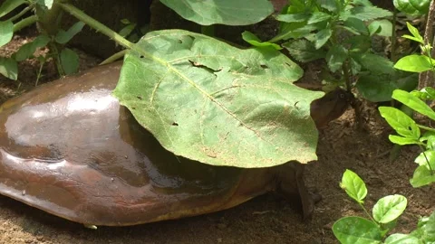 Softshell turtles are aquatic reptiles with flattened, leathery shells, Stock Footage 310622741