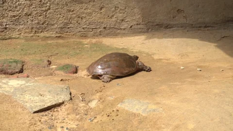 Softshell turtles are aquatic reptiles with flattened, leathery shells, Stock Footage 310622863