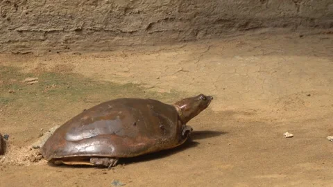 Softshell turtles are aquatic reptiles with flattened, leathery shells, Stock Footage 310622945