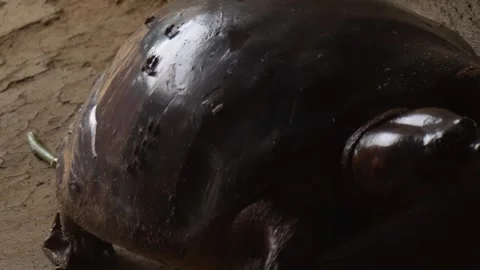 Softshell turtles are aquatic reptiles with flattened, leathery shells, Stock Footage 310622946