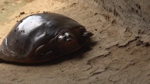 Softshell turtles are aquatic reptiles with flattened, leathery shells, Stock Footage 310622951