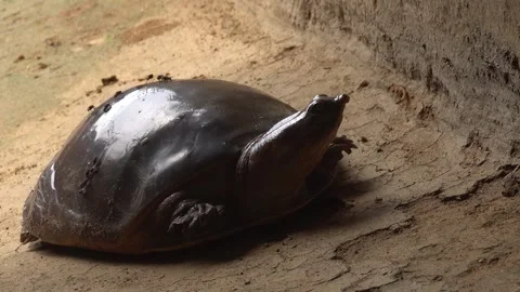 Softshell turtles are aquatic reptiles with flattened, leathery shells, Stock Footage 310622952