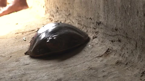Softshell turtles are aquatic reptiles with flattened, leathery shells, Stock Footage 310623082