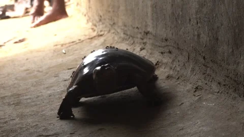 Softshell turtles are aquatic reptiles with flattened, leathery shells, Stock Footage 310623108