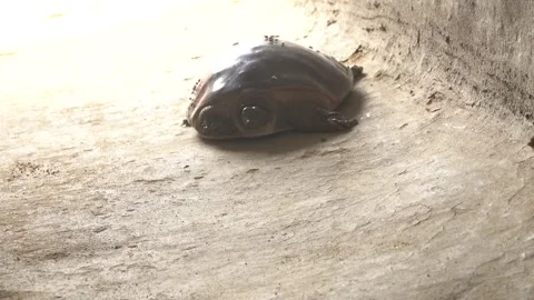 Softshell turtles are aquatic reptiles with flattened, leathery shells, Stock Footage 310623118