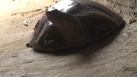 Softshell turtles are aquatic reptiles with flattened, leathery shells, Stock Footage 310623176