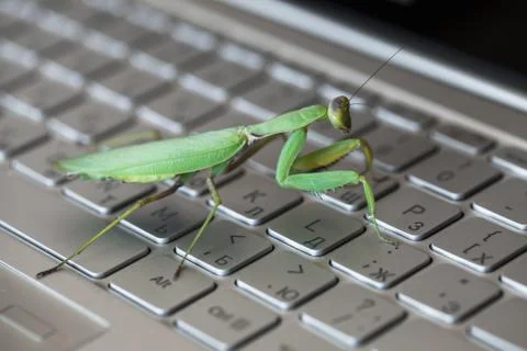 Software bug, mantis walks on keyboard Stockfoto's