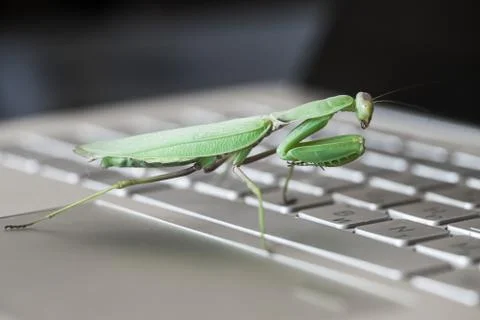 Software bug metaphor. Big green mantis is on a PC 库存照片