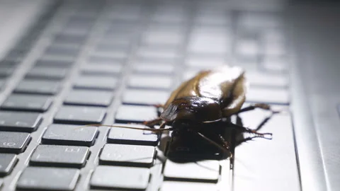 Software bug metaphor, cockroach walks on a laptop keyboard, macro photo with Stock Footage 105697823
