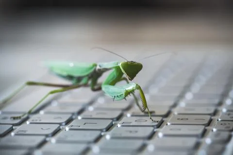 Software bug metaphor, green mantis walks Stockfoto's