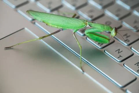 Software bug metaphor, green mantis Stock Photos