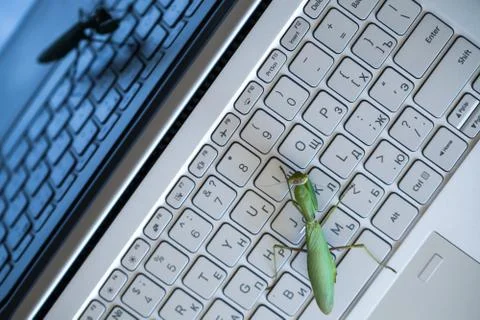 Software bug metaphor, mantis on keyboard Foto stock