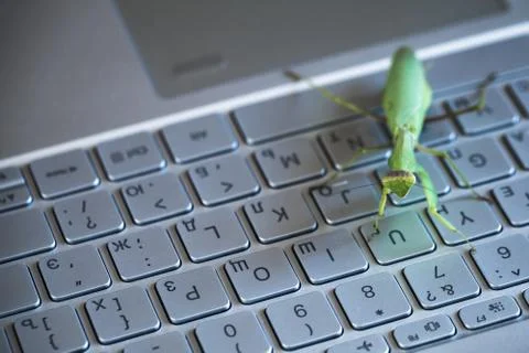 Software bug metaphor, mantis on keyboard Stockfoto's