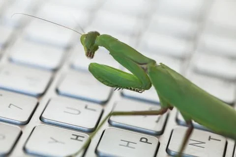 Software bug metaphor, mantis on a laptop Stockfoto's