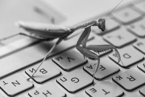 Software bug metaphor, mantis monochrome Foto stock