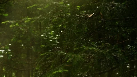 Softwood Forest with Sunlight 스톡 동영상 110731843